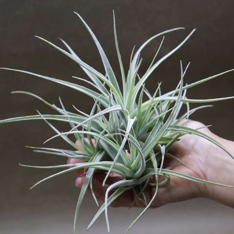 レクルビフォリア サブセクンディフォリア クランプ 09号 | air-plants