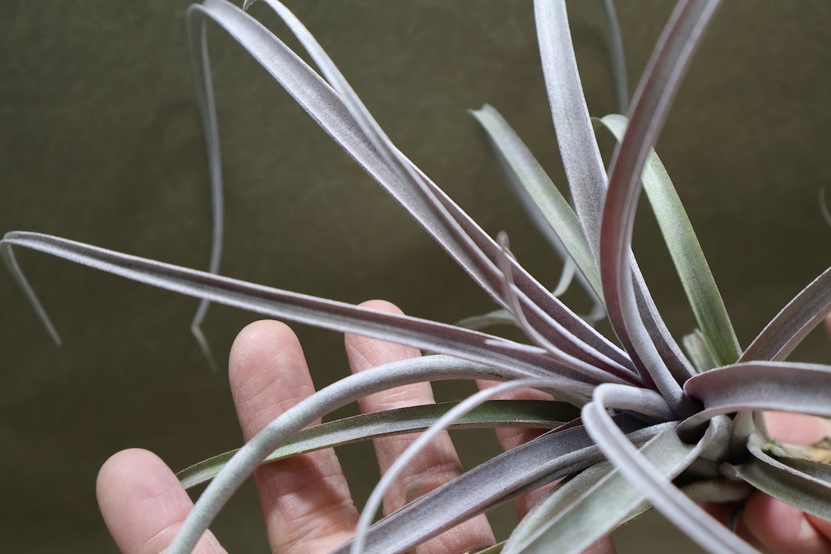 ヒルタ Tillandsia Tillandsia violaceiflora HR7176 Type Clone 日中でも氷点下まで気温