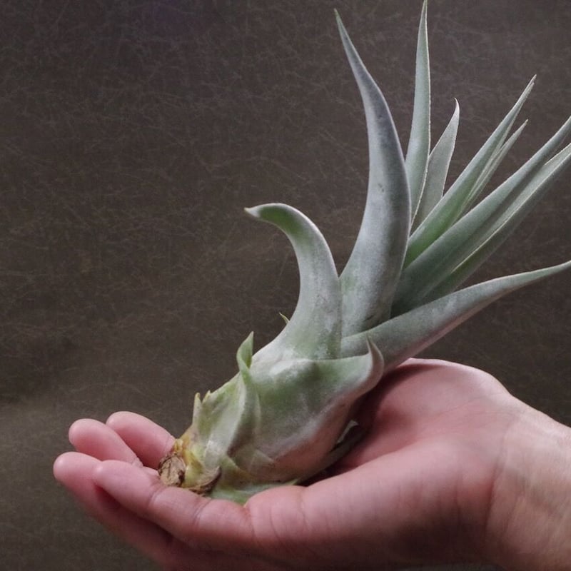 ドンウォルシュ（ エーレルシアナ × キセログラフィカ ） 01号 | air