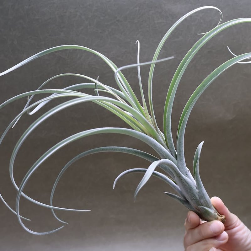 エクセルタxカピタータ ドミンゲンシス 05号 | air-plants TENGU-DO