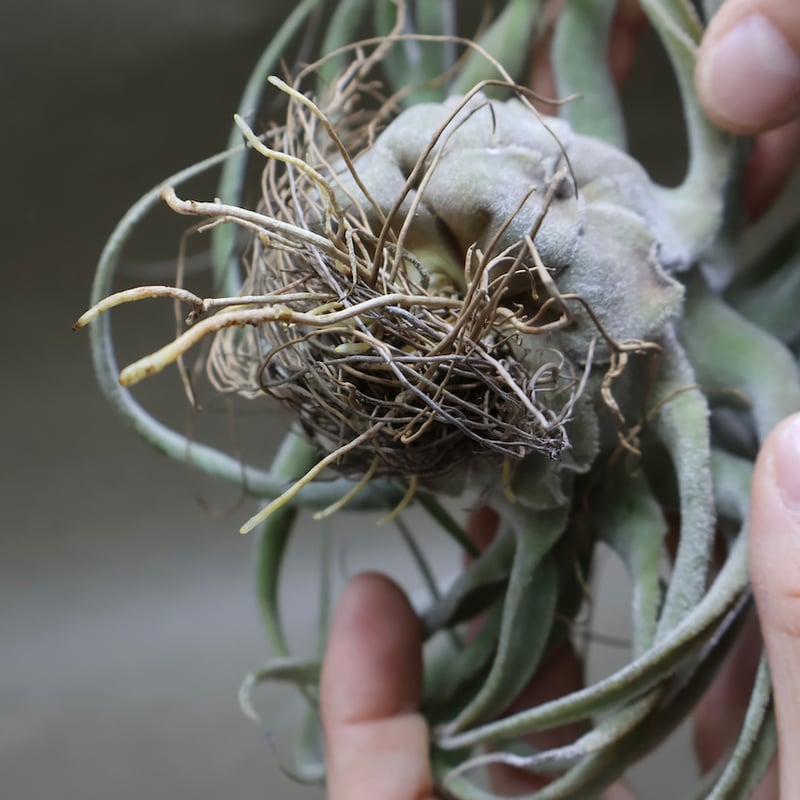 ストレプトフィラ ハイブリッド 01号 | air-plants TENGU-DO