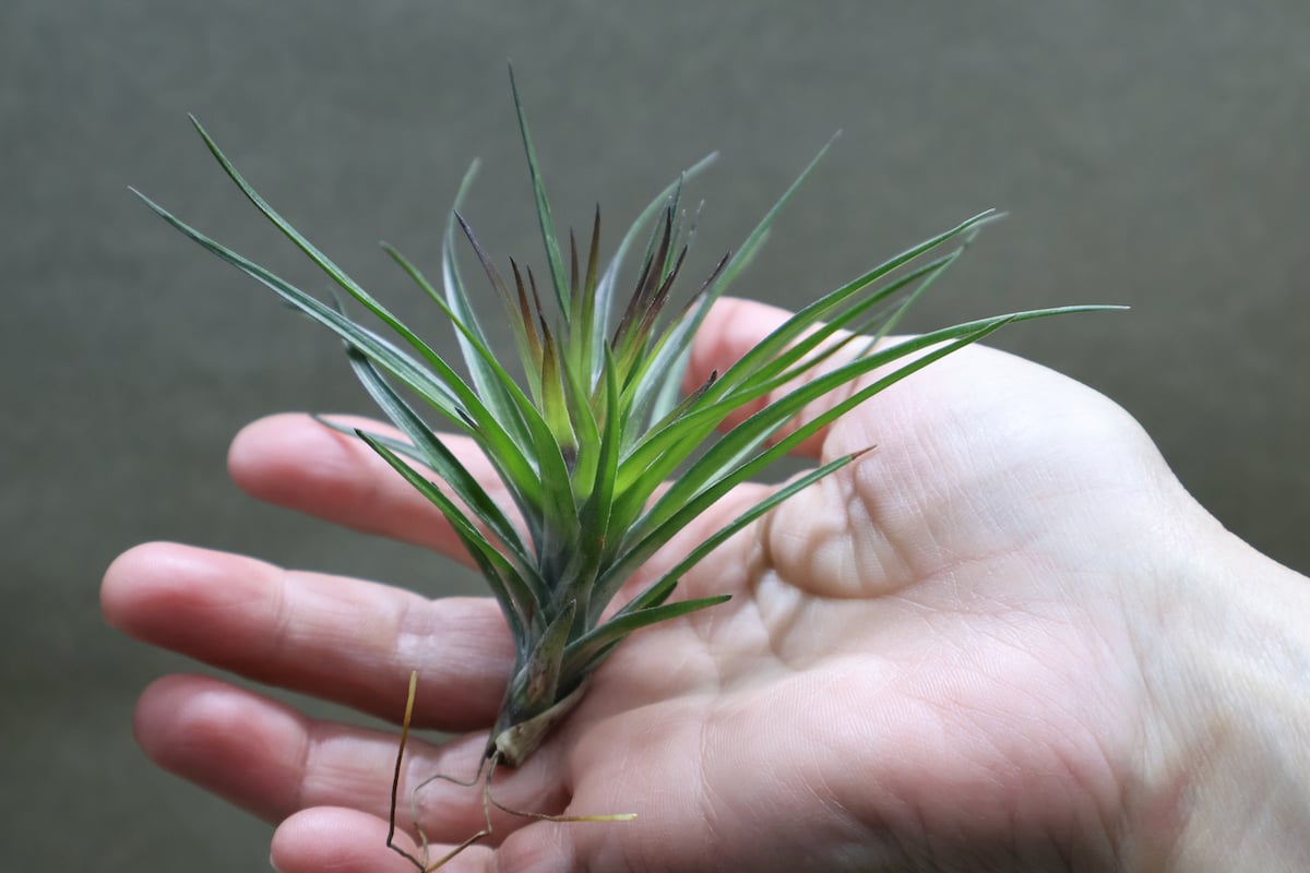 モンタナ パープルフォーム 03号 | air-plants TENGU-DO