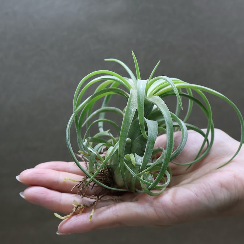Tillandsia カーリースリム×イオナンタロン カーリースリム x イオナンタ ロン 01号 | air-plants TENGU-DO