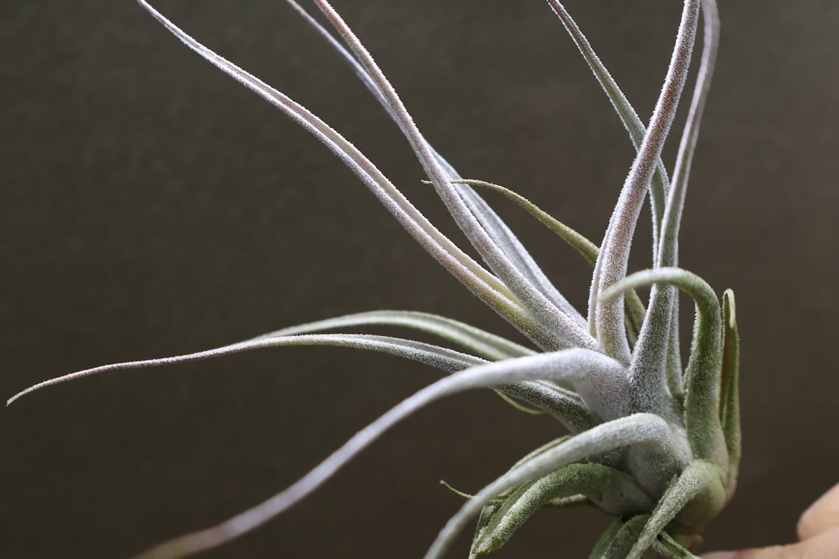 エーレルシアナ 49号 | air-plants TENGU-DO