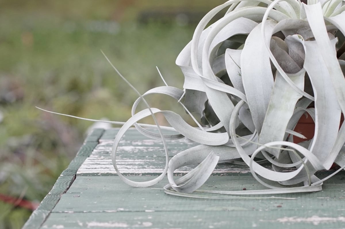 スタッフ特選】キセログラフィカ ロングリーフ B号 | air-plants TENGU-DO