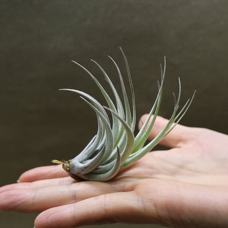 【健太郎】ティランジア2点セット CATEGORY エアープランツ（ティランジア） | air-plants TENGU-DO