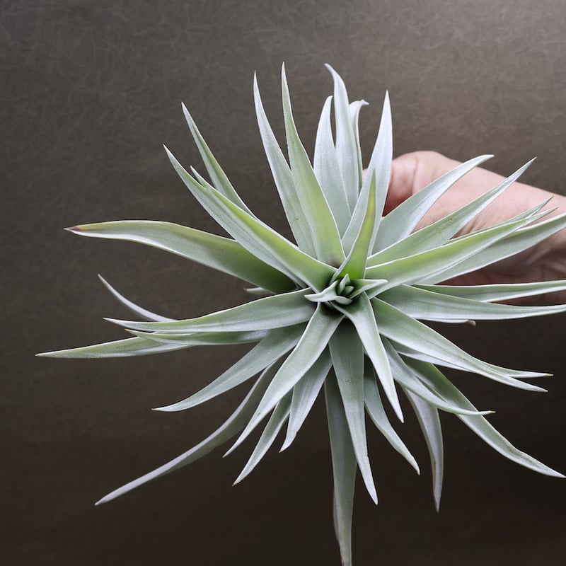 ギリエシークランプ　Tillandsia チランジア ギリエシー Tillandsia gilliesii 憧れのギリエシー