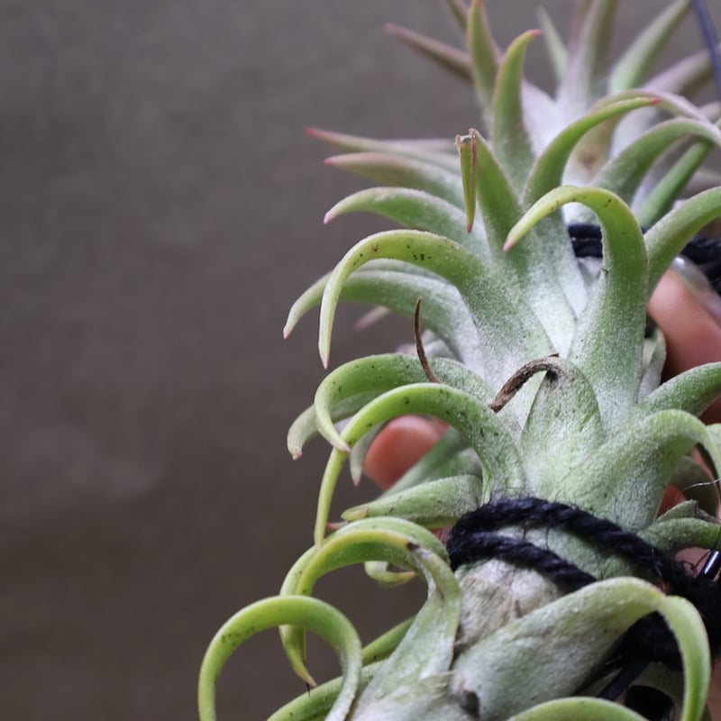イオナンタ バンハイニンギー 56号 | air-plants TENGU-DO イオナンタ バンハイニンギー 56号 | air-plants TENGU-DO