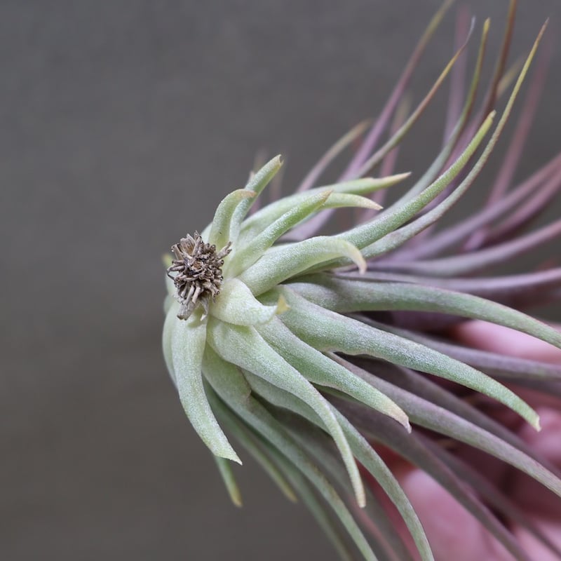 レインフォレストレッド 07号 | air-plants TENGU-DO