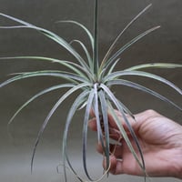 スタッフ特選】ブラキカウロス・シュプリーム | air-plants TENGU-DO