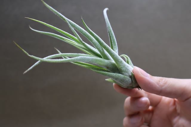 チランジア ベアコレア ×（セレリアナ×ストレプトフィラ） tillandsia チランジア ベアコレア ×（セレリアナ×ストレプトフィラ） Tillandsia