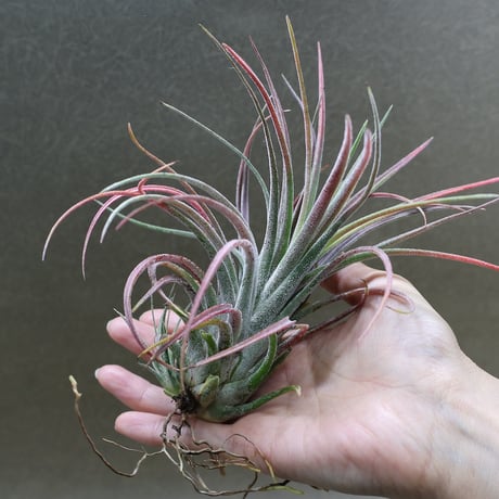 CATEGORY 品種名：Q/R/S/T | air-plants TENGU-DO