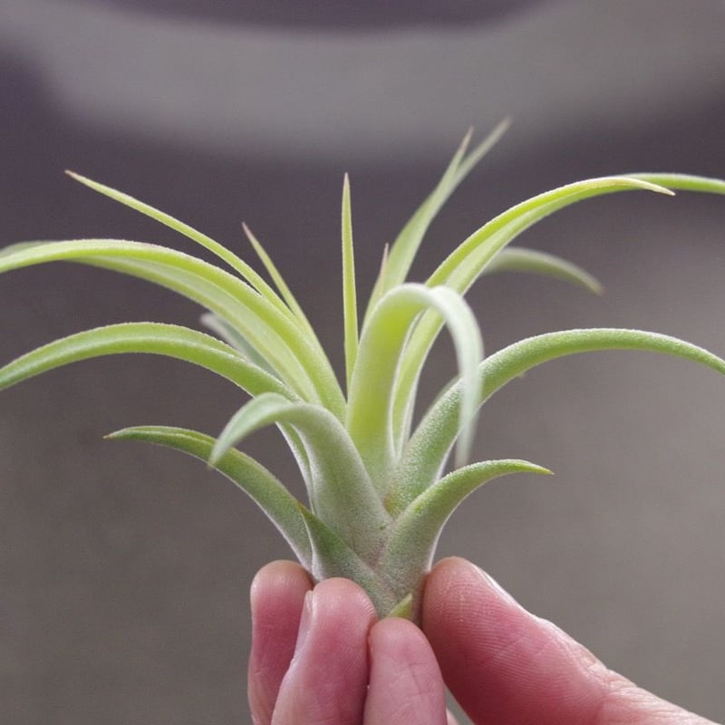 カピタータ×イオナンタ Sサイズ 06号 | air-plants TENGU-DO