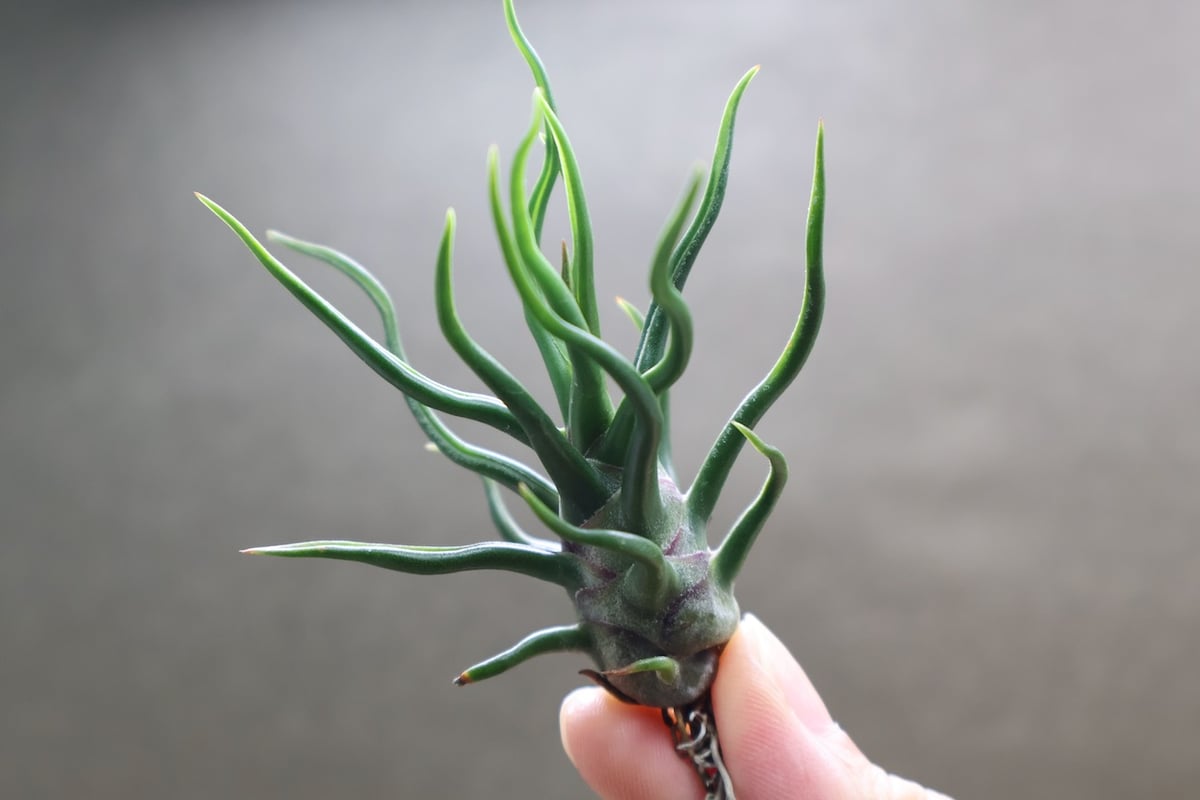 ブルボーサ タイニーダンサー | air-plants TENGU-DO