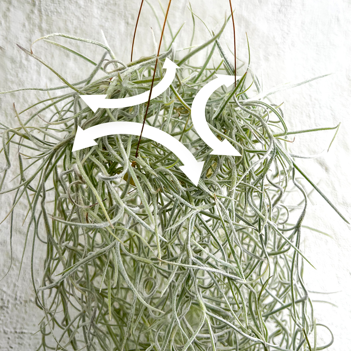 ▪️ウスネオイデス　室内管理　太葉　超特大サイズ▪️ ▪️ウスネオイデス 室内管理 太葉 超特大サイズ▪️