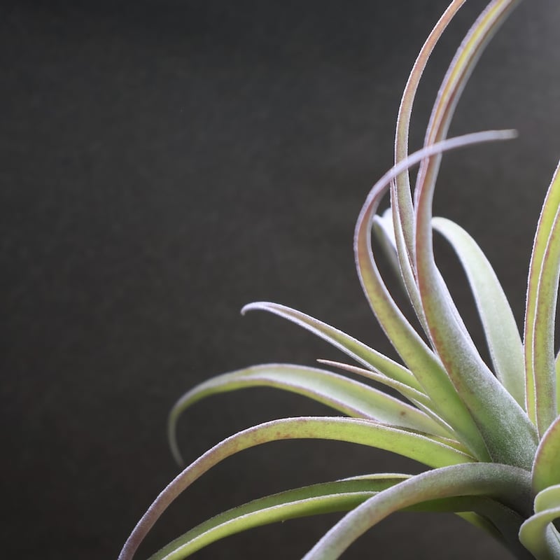 ストレプトフィラ メキシコ × リオホンドエンシス 07号 | air-plants