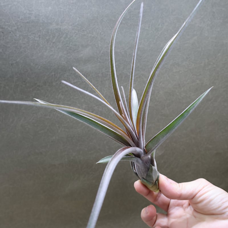 ストレプトフィラ × ノバキー Sサイズ13号 | air-plants TENGU-DO ストレプトフィラ × ノバキー Sサイズ13号 | air-plants TENGU-DO