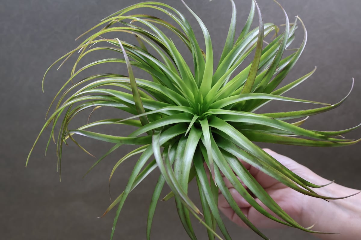 ブラキカウロス シュプリーム 08号 | air-plants TENGU-DO