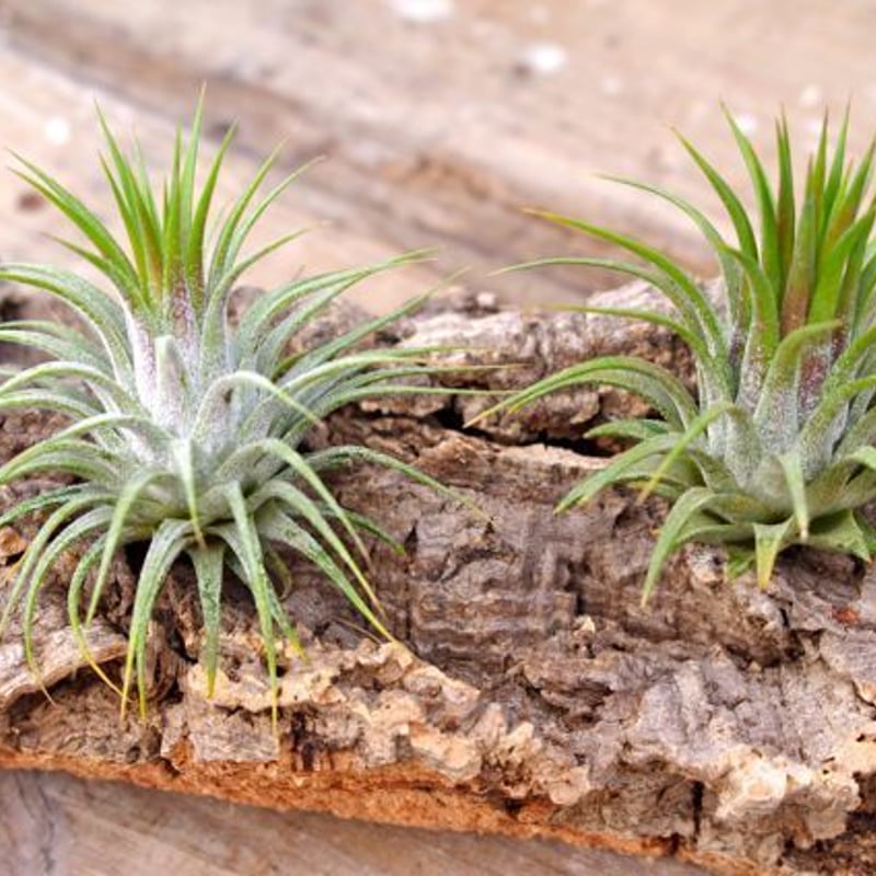 イオナンタ ストリクタ | air-plants TENGU-DO イオナンタ ストリクタ | air-plants TENGU-DO