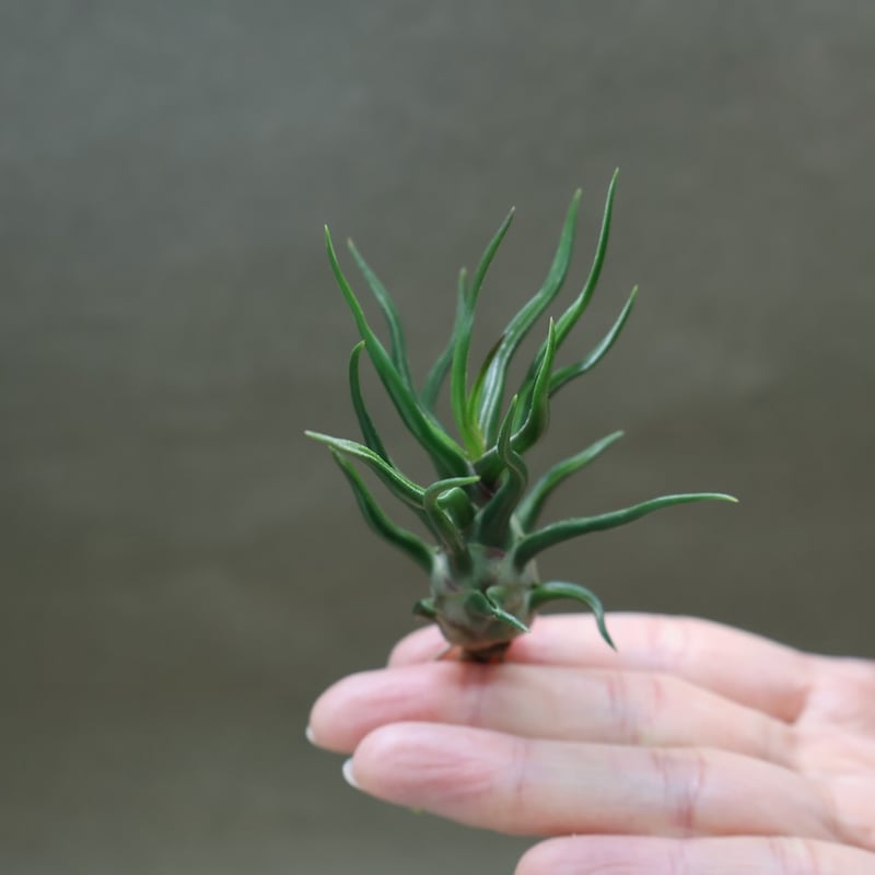 ブルボーサ タイニーダンサー | air-plants TENGU-DO