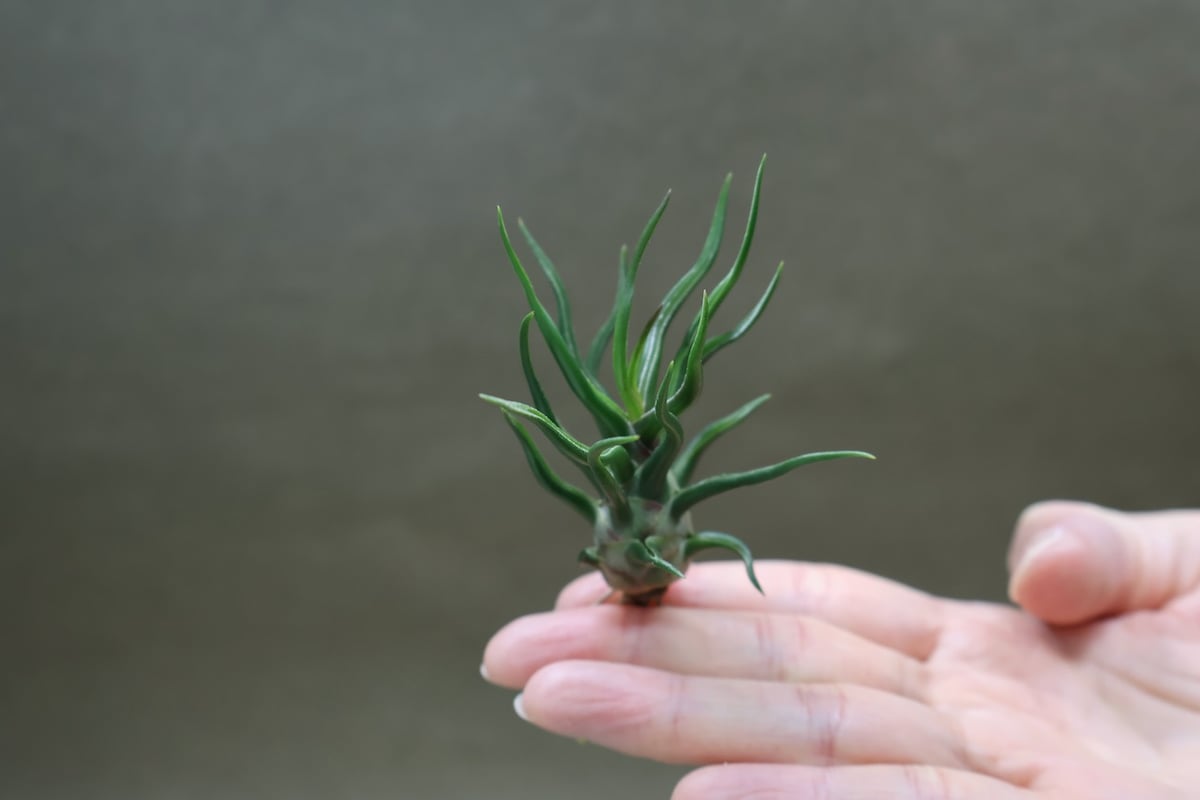 ブルボーサ タイニーダンサー | air-plants TENGU-DO