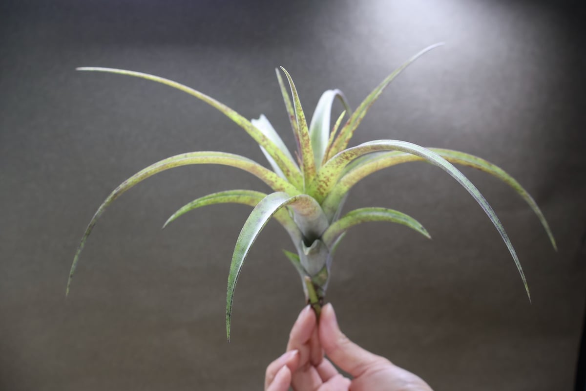 フレクスオーサ ヴィヴィパラ 25号 | air-plants TENGU-DO