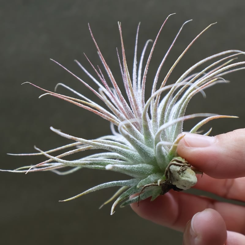 イオナンタ ゼブリナ 33号 | air-plants TENGU-DO