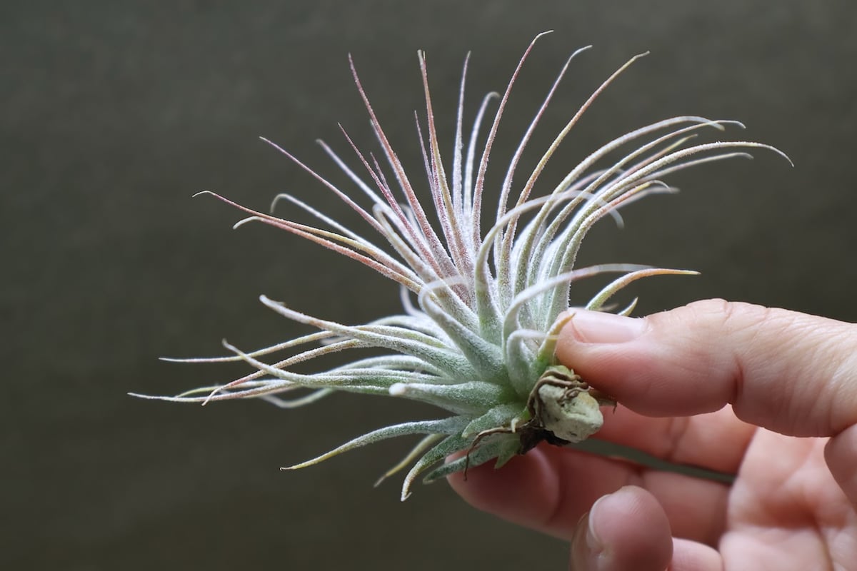 m*c様 新春オークション Tillandsia 'Mexican Zebra' Yahoo!オークション - Tillandsia ionantha 'Mexican Zebra'