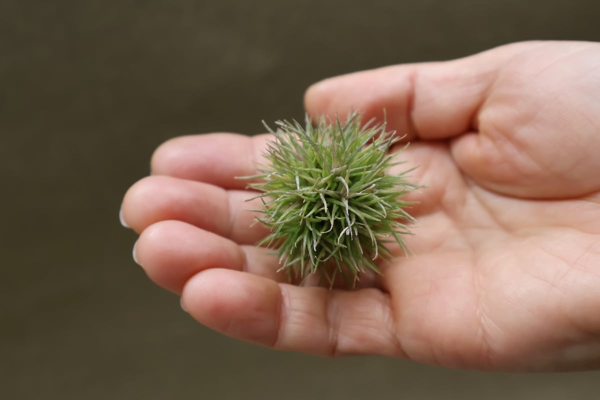 アエラントス テディベア 49号 | air-plants TENGU-DO