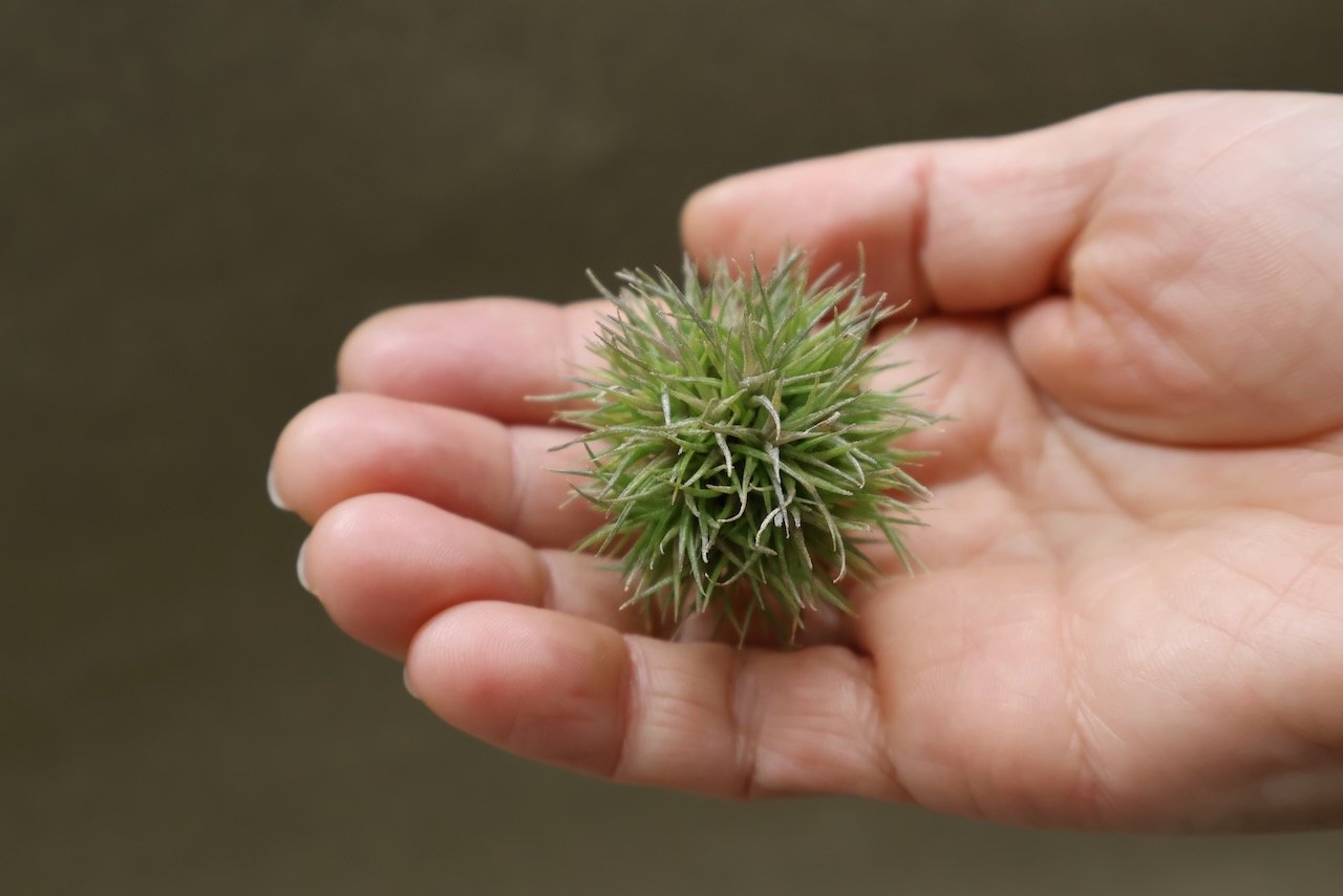 ◆ 超メルカリ市限定　アエラントス　テディベア　特大全球タイプ　132 アエラントス テディベア 49号 | air-plants TENGU-DO