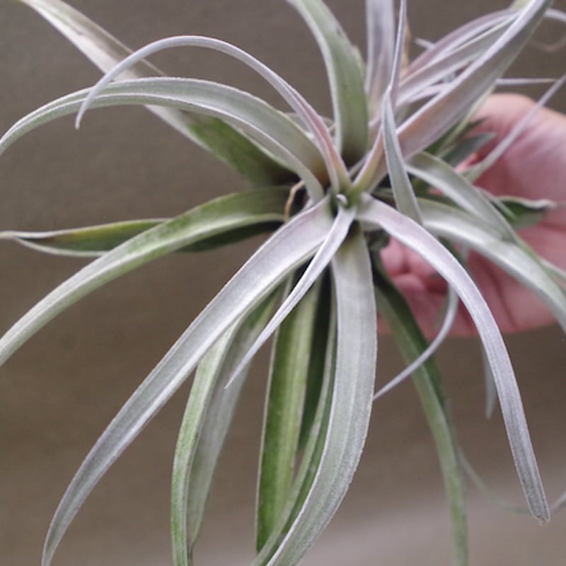 チアペンシス Lサイズ 09号 | air-plants TENGU-DO