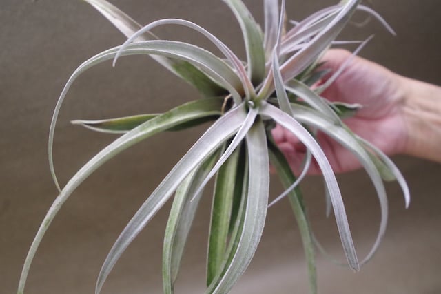 チアペンシス Lサイズ 09号 | air-plants TENGU-DO