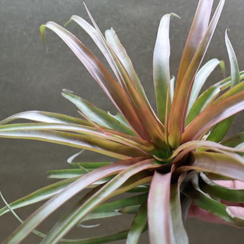 カピタータ レッド Lサイズ 02号 | air-plants TENGU-DO