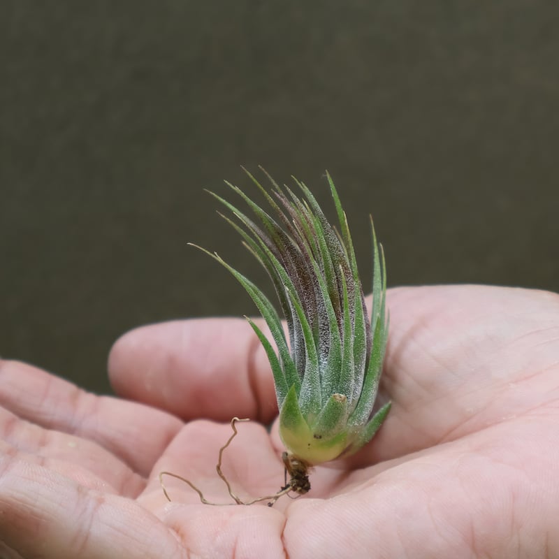 イオナンタ ヘーゼルナッツ 14号 | air-plants TENGU-DO