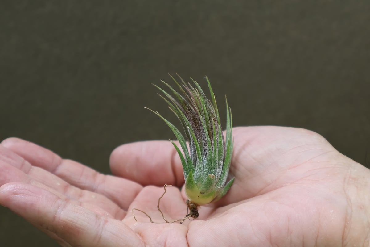 英麻呂T. ionantha ‘Nizanda' と‘Hazel Nut' 英麻呂様専用T. ionantha 'Nizanda' と'Hazel Nut' - メルカリ