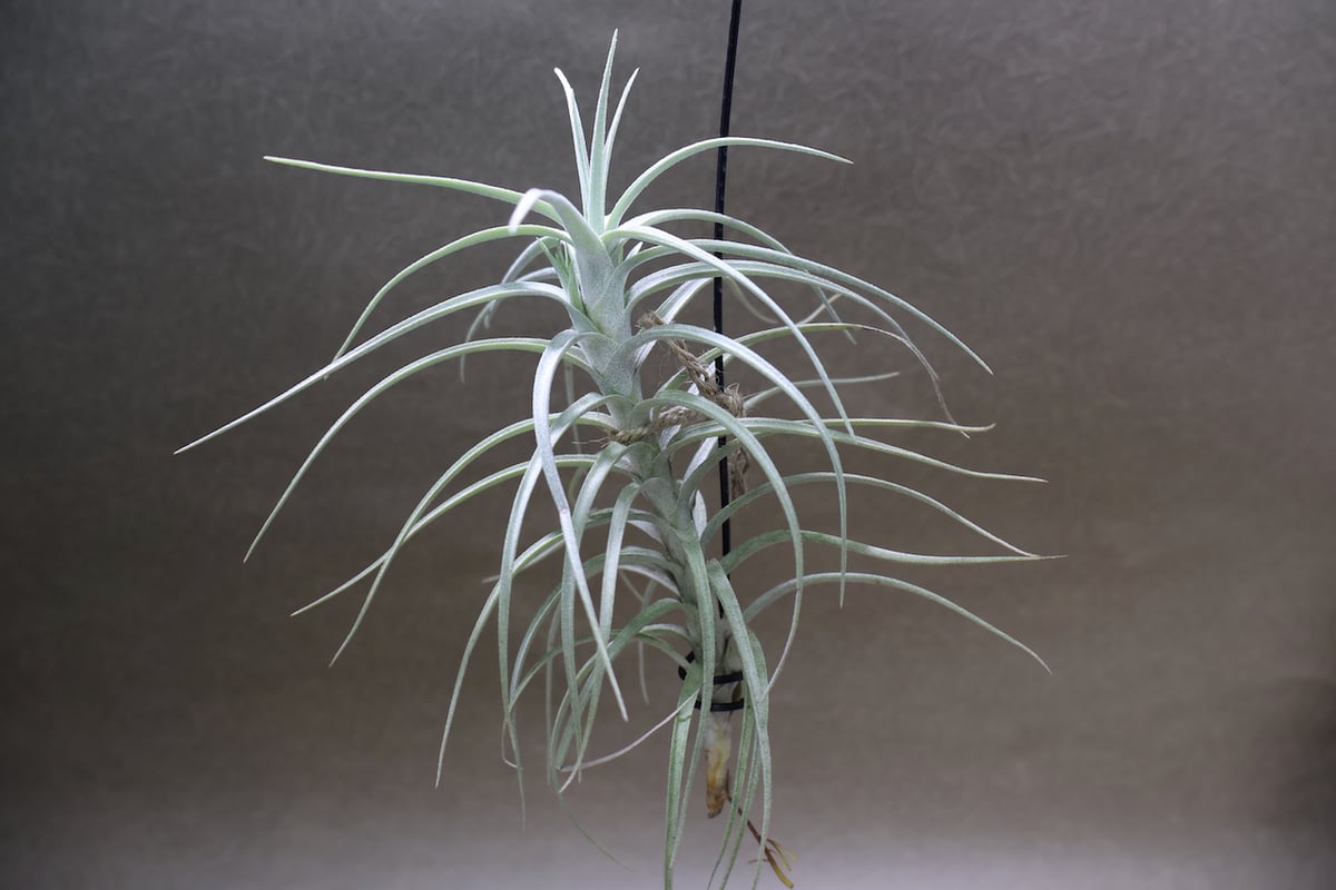 スイートイザベル ( テクトラム×パレアセア ) 38号 | air-plants TENG