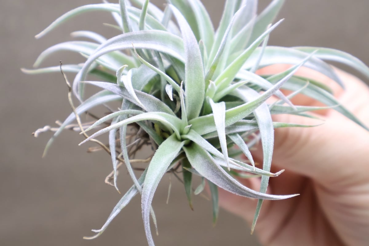 チアペンシス クランプ 32号 | air-plants TENGU-DO