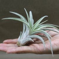 t*k様 イオナンタ スノーボール T. ionantha 'Snowball' #イオナンタ #イオナンタスノーボール