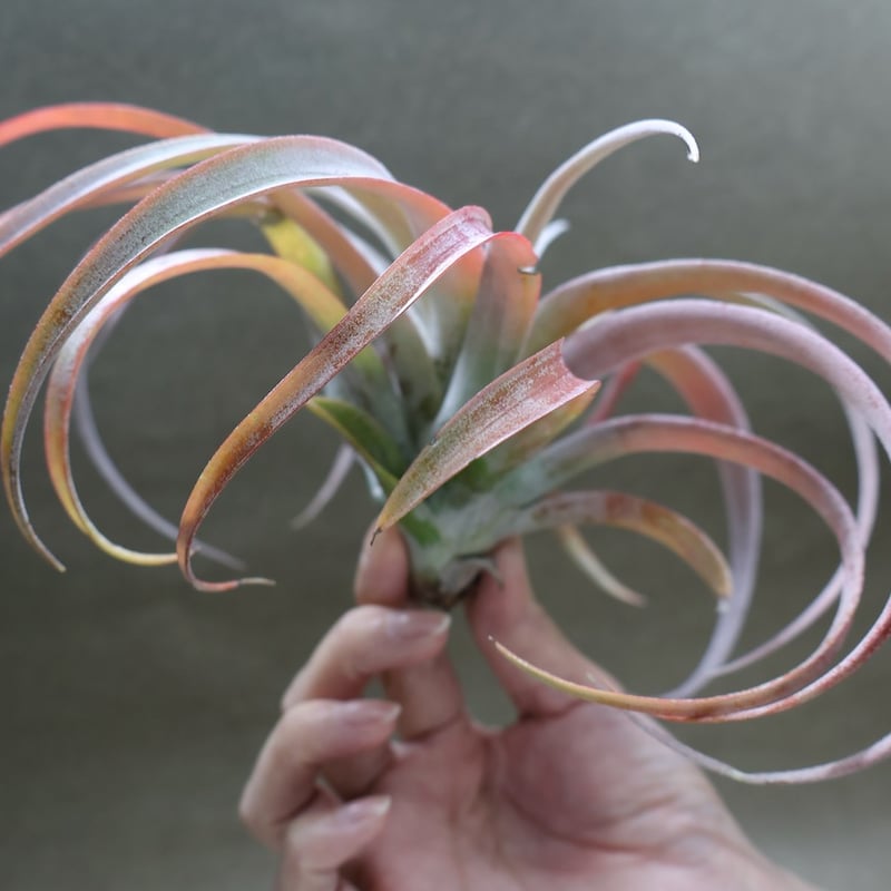 ココナッツグローブ（ チアペンシス × カピタータレッド ) 15号 | air