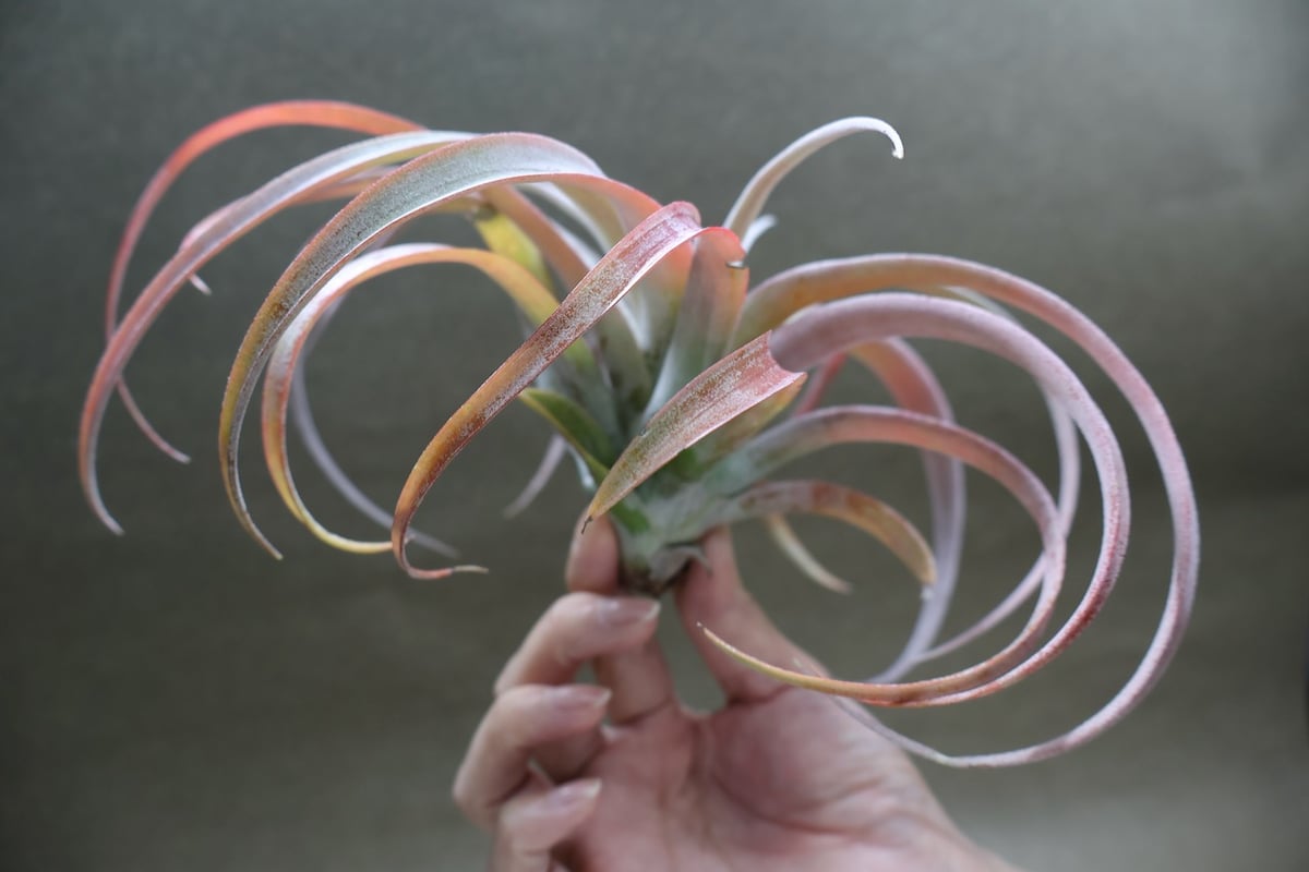 ココナッツグローブ（ チアペンシス × カピタータレッド ) 15号 | air