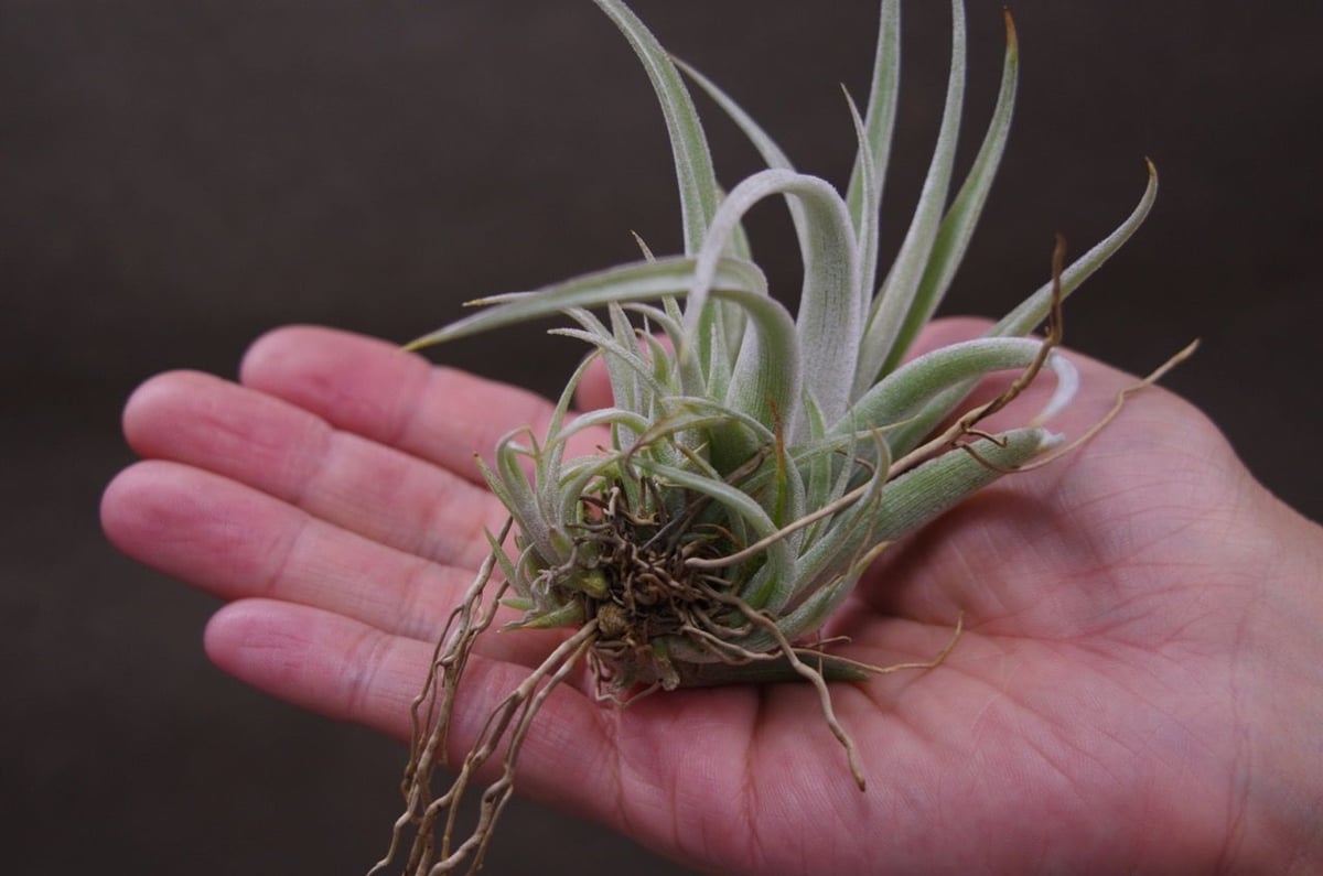 カルビンスキアーナ 10号 | air-plants TENGU-DO カルビンスキアーナ 10号 | air-plants TENGU-DO