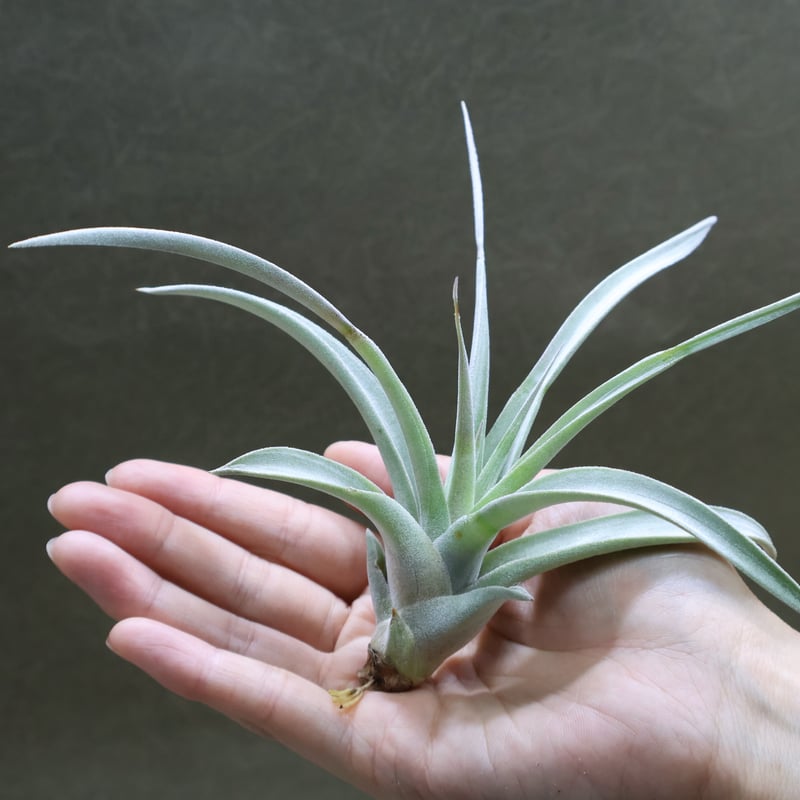 シルバートーチ （キセログラフィカ ×チアペンシス）02号 | air