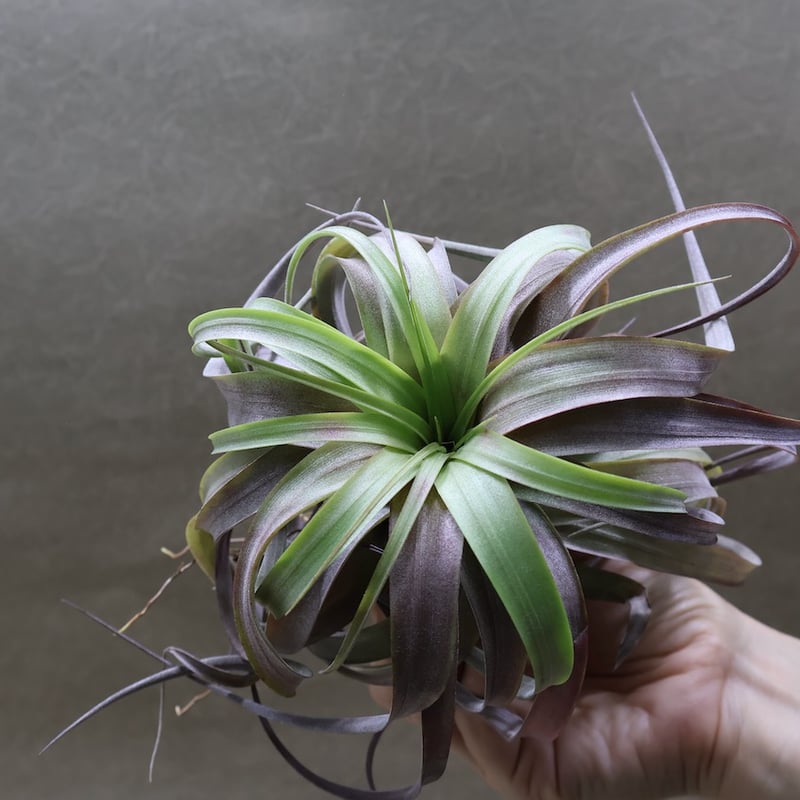 ラブノット（カピタータ×ストレプトフィラ）71号 | air-plants TENGU-DO