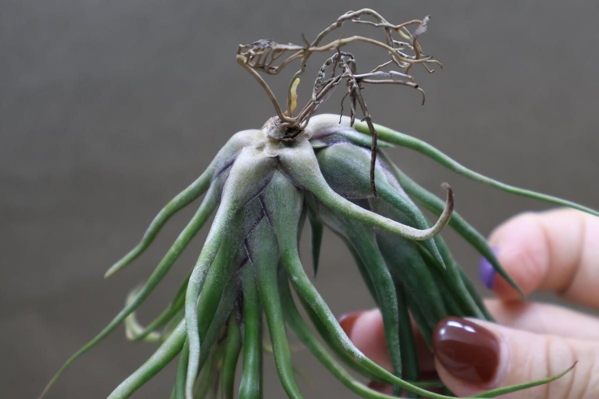 ジョエル （ブルボーサx イオナンタ） 26号 | air-plants TENGU-DO