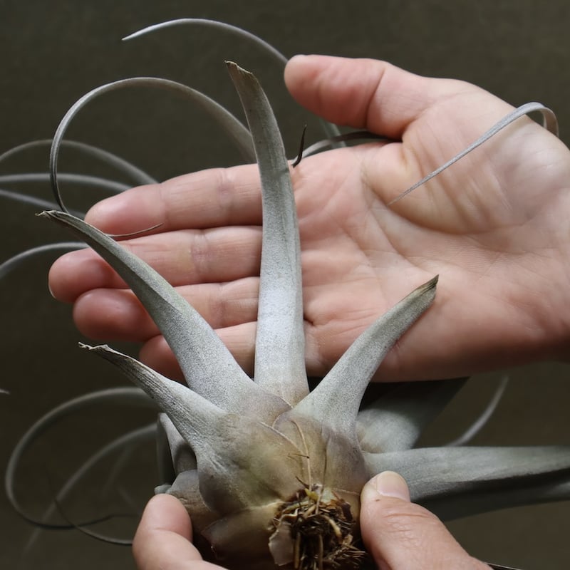 専用　Tillandsia Kraken 速達発送 専用 Tillandsia Kraken 速達発送 専用 Tillandsia Kraken 速達発送