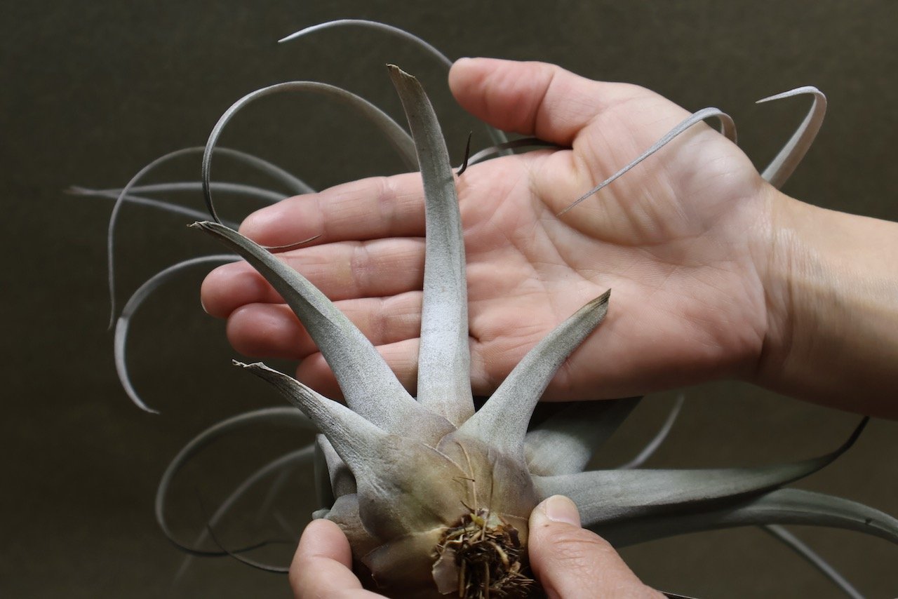 サカパネンシス 18号 | air-plants TENGU-DO