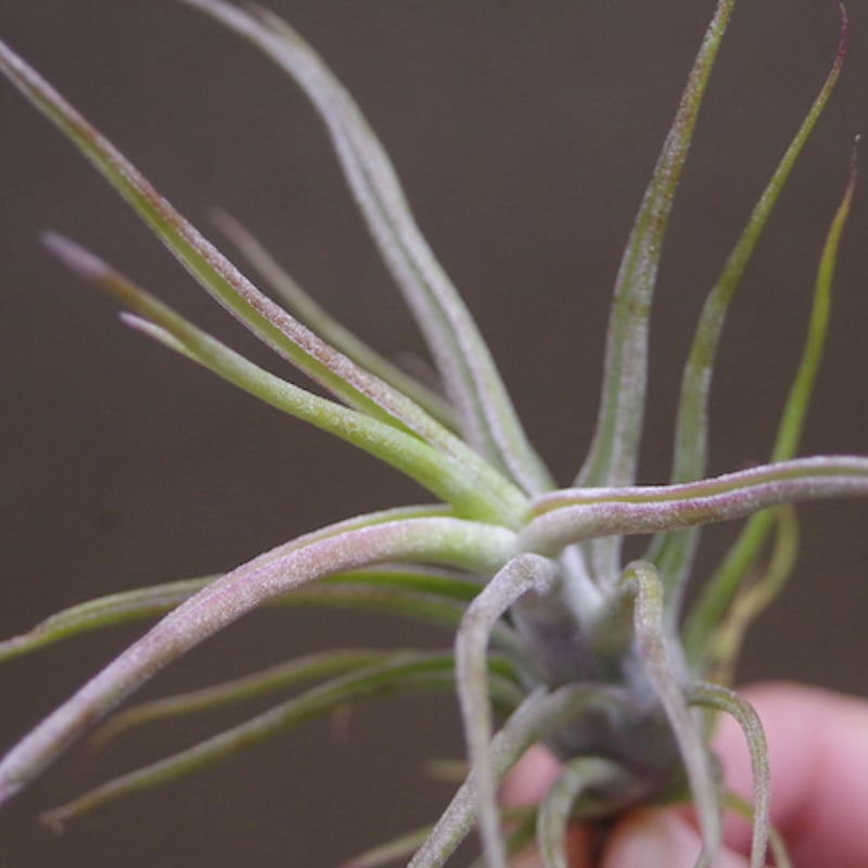 ティムズツイスター × レックス 02号 | air-plants TENGU-DO