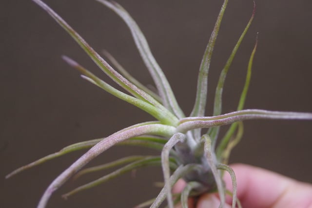 ティムズツイスター × レックス 02号 | air-plants TENGU-DO