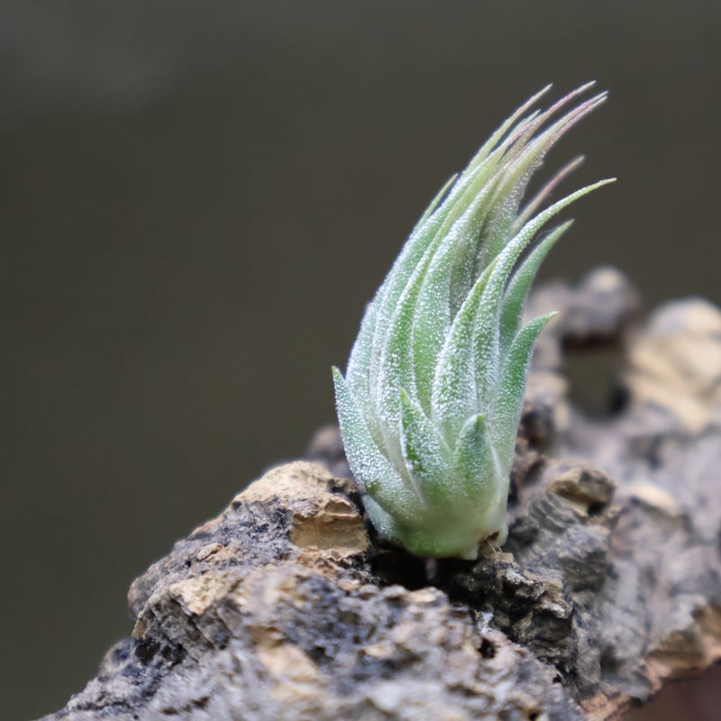 イオナンタ ピーナッツ 20号 | air-plants TENGU-DO