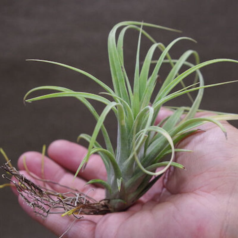 ローランドゴッセリニー × イオナンタギガンテ 02号 | air-plants TENGU-DO